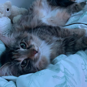 Meet your Posher, Milo